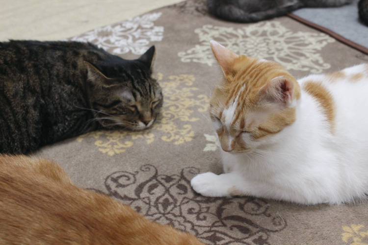 “The Condition of Shelter Cats” in Koriyama.