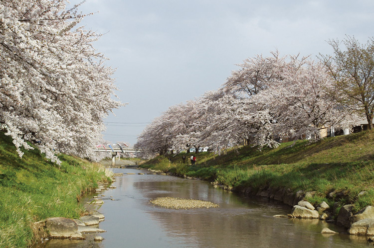 Fujita River Fureai Sakura Cherry Trees