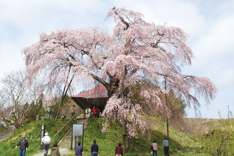 Ageishi-no Fudo Sakura Cherry Tree