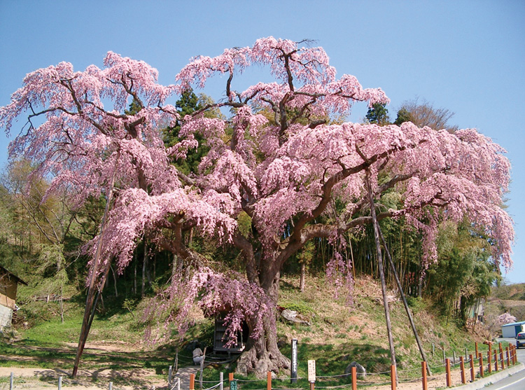 Beni-Shidare Jizo-Sakura Weeping Cherry Tree