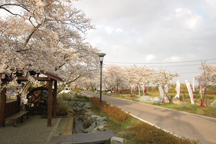 Sasahara River Senbon Sakura