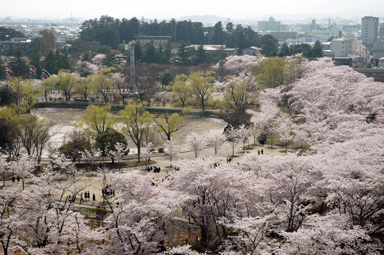 開成山公園桜