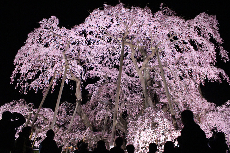三春滝桜
